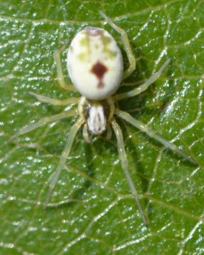 Nigma puella